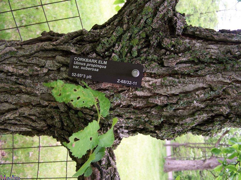 Corkbark Elm Bark