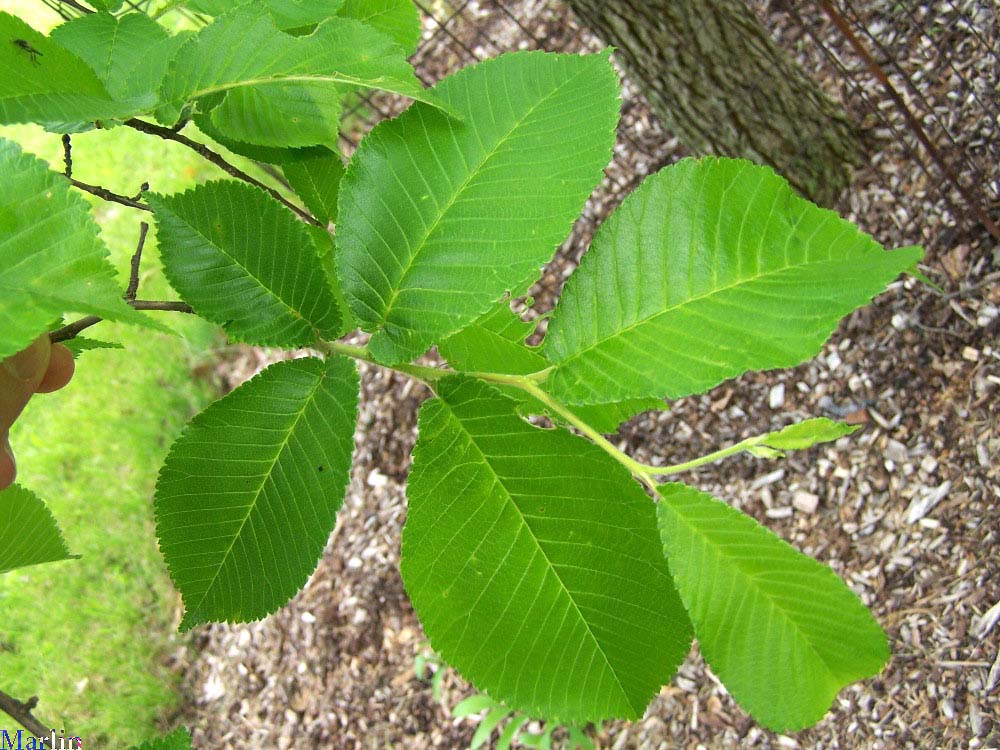 Corkbark Elm Foliage