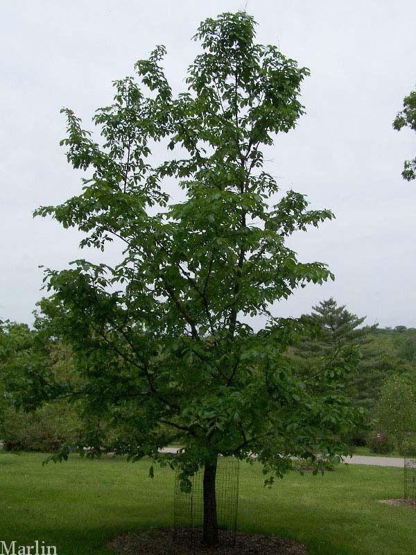 Corkbark Elm Tree Corkbark Elm at The Morton Arboretum is 13 years old.