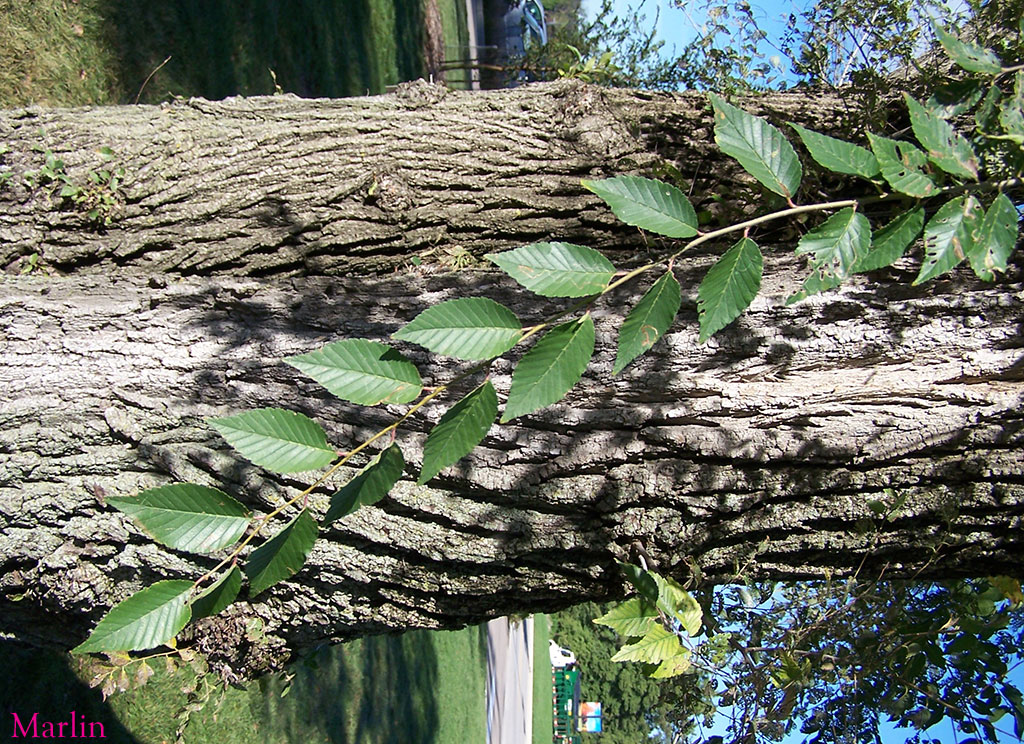 Bark and leaflets