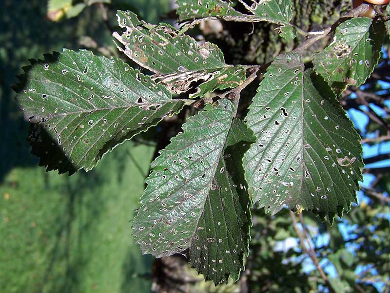 Greuneveld Holland Elm Foliage