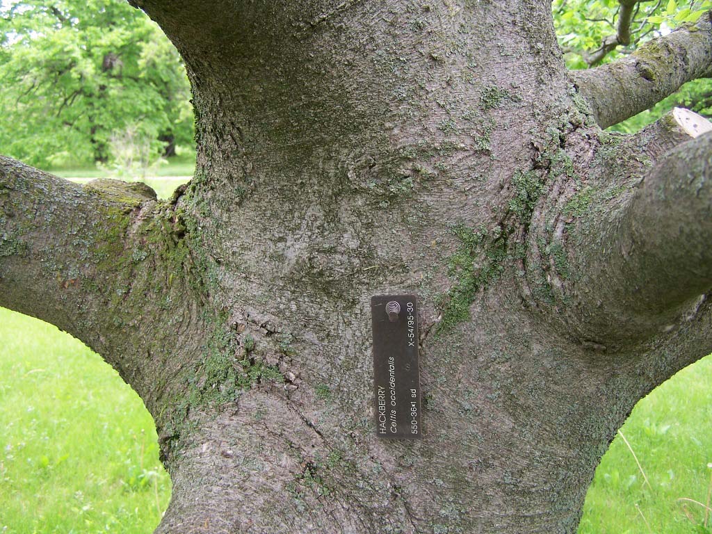 Hackberry Bark Hackberry Bark