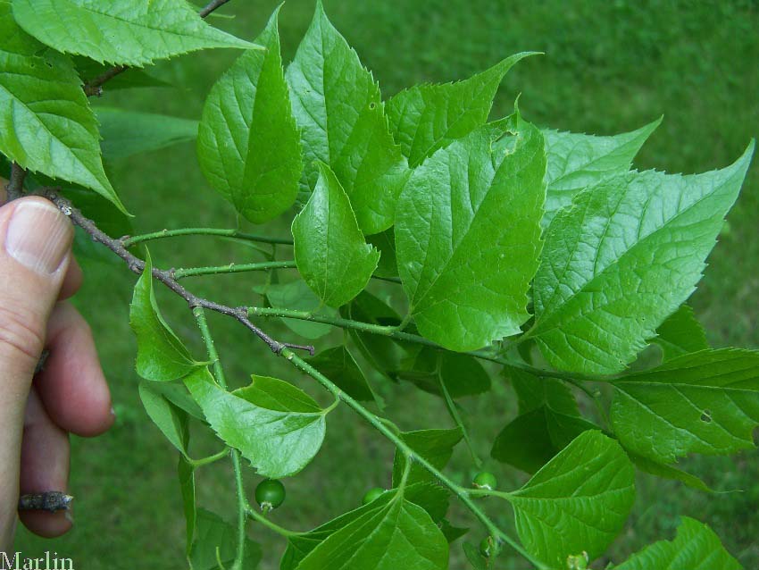 Hackberry Foliage and Fruit Hackberry Foliage and Fruit