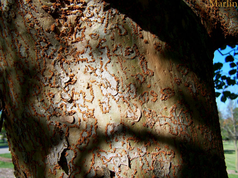 Hobei Elm Bark