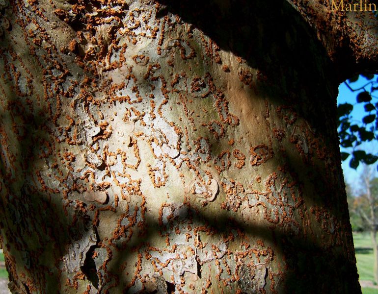 Hobei Elm Bark