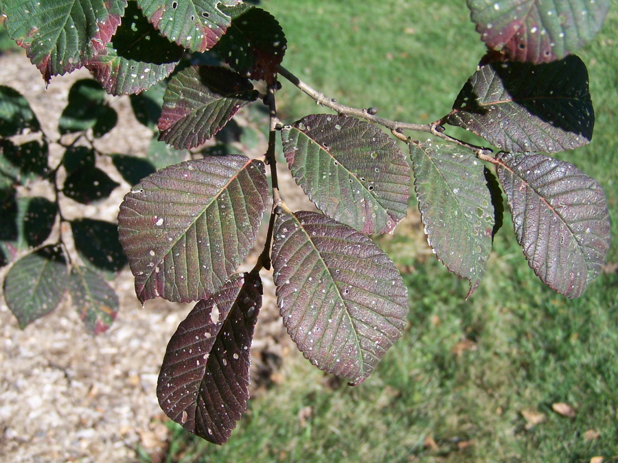 Hobei Elm Foliage