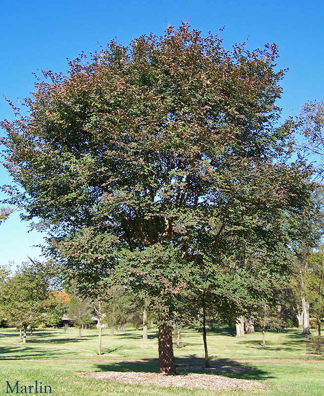 Hobei Elm Habit