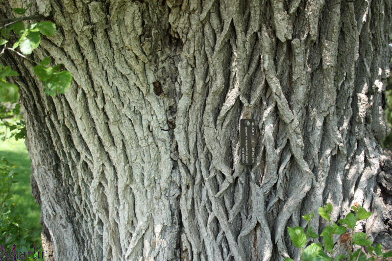 Hybrid Elm