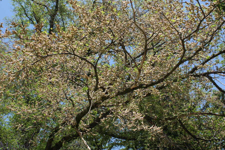 Hybrid Elm Seeds