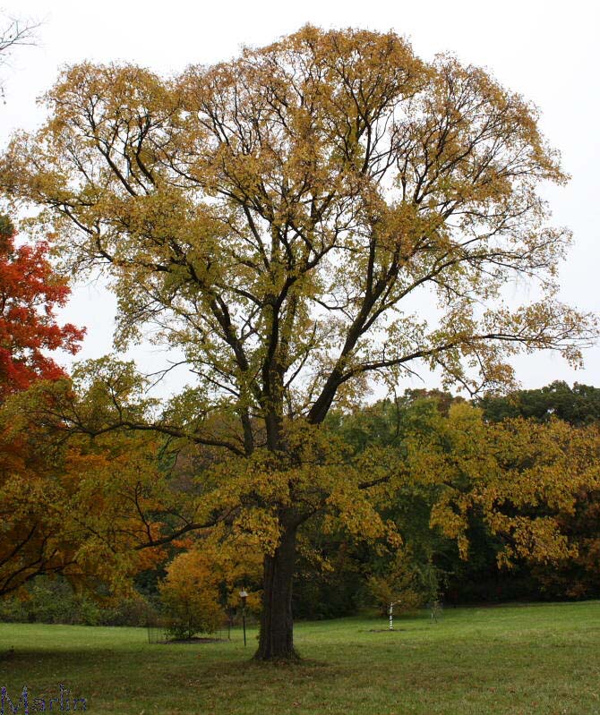 Japanese Elm in fall colors