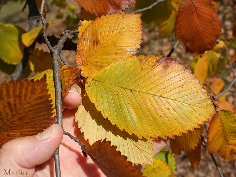 Rock Elm foliage in fall colors