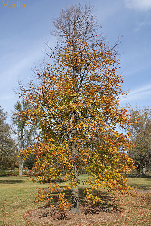 Rock Elm Habit, Fall Colors