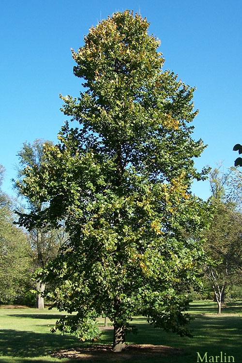 Rock Elm - Ulmus thomasii