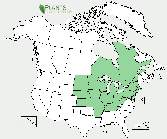 Rock Elm Range Map