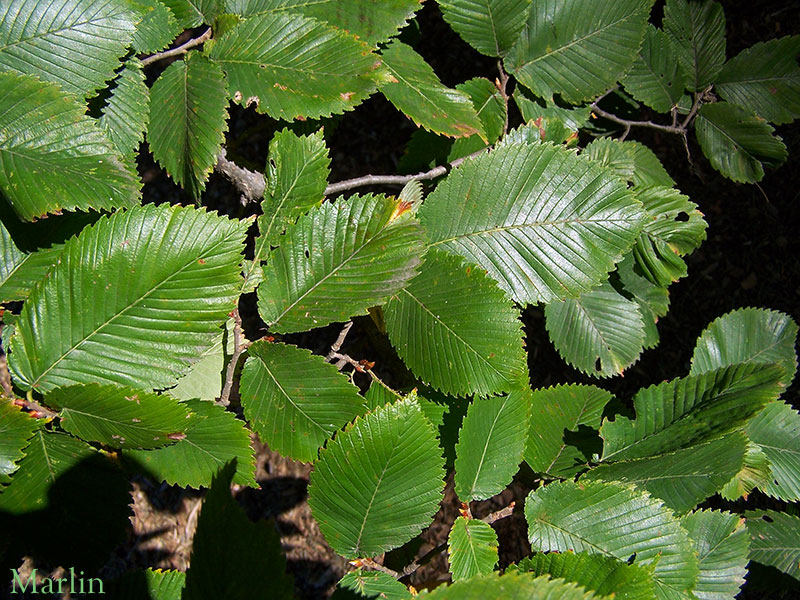 Rock Elm Summer Foliage