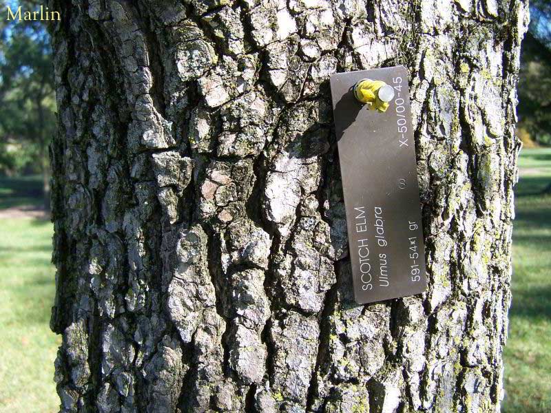 Scotch Elm Bark