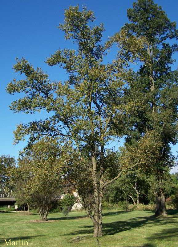 Scotch Elm - Ulmus glabra