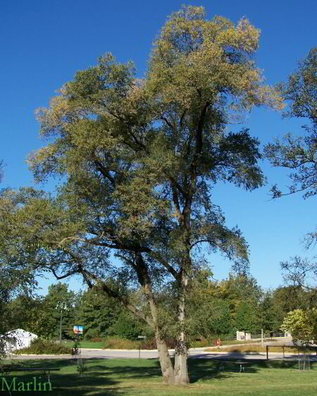 Siberian elm, U. pumila