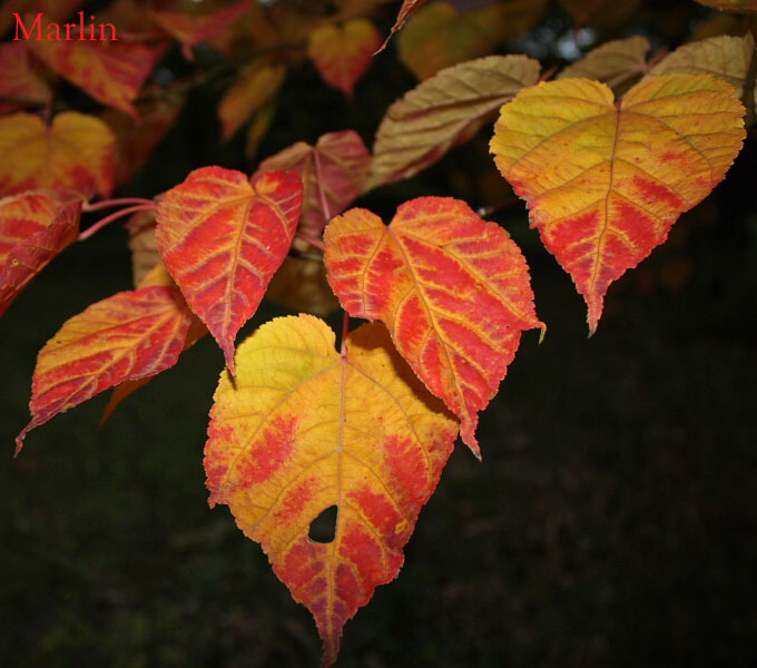 Snakeskin Maple - Acer&nbsp;grosseri 