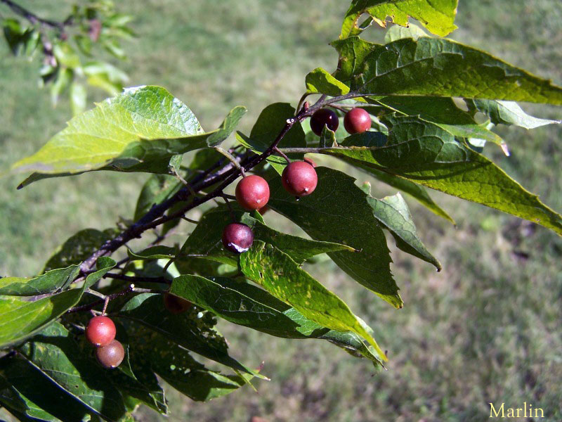 Sugarberries and foliage