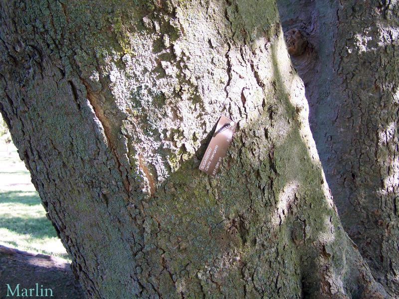 elm tree bark photo. Sugarberry Bark