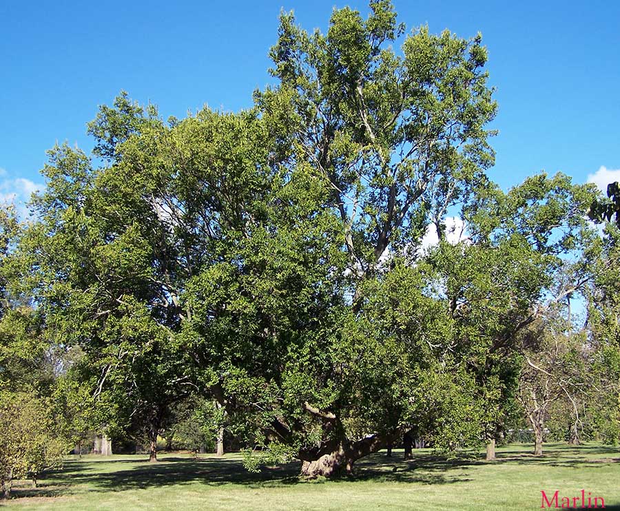 Sugarberry - Celtis laevigata