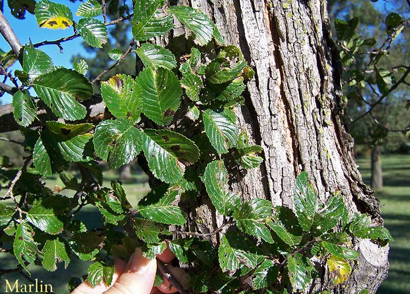 Triumph Elm Foliage & Bark