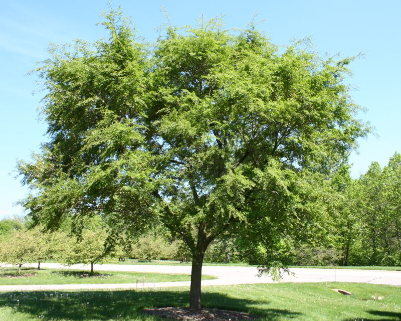 Vanguard™ Elm - Ulmus 'Morton Plainsman'