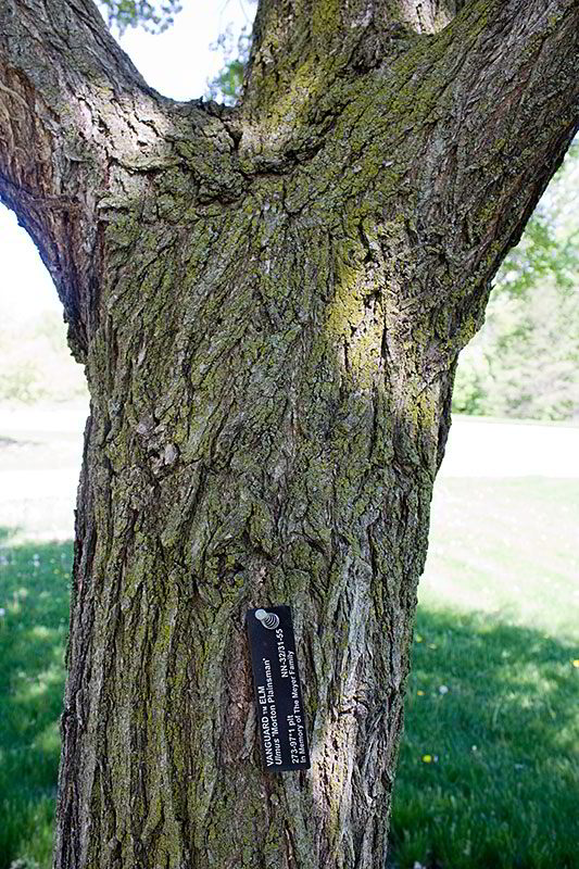 elm tree bark photo. Vanguard Elm Bark