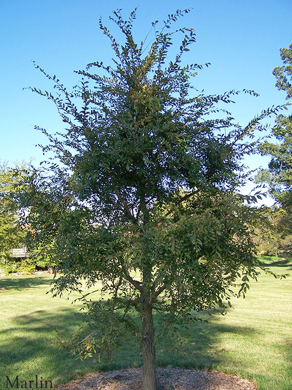 Winged Elm Tree