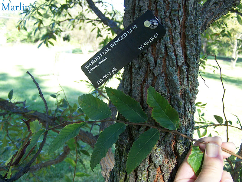 Winged Elm bark and foliage