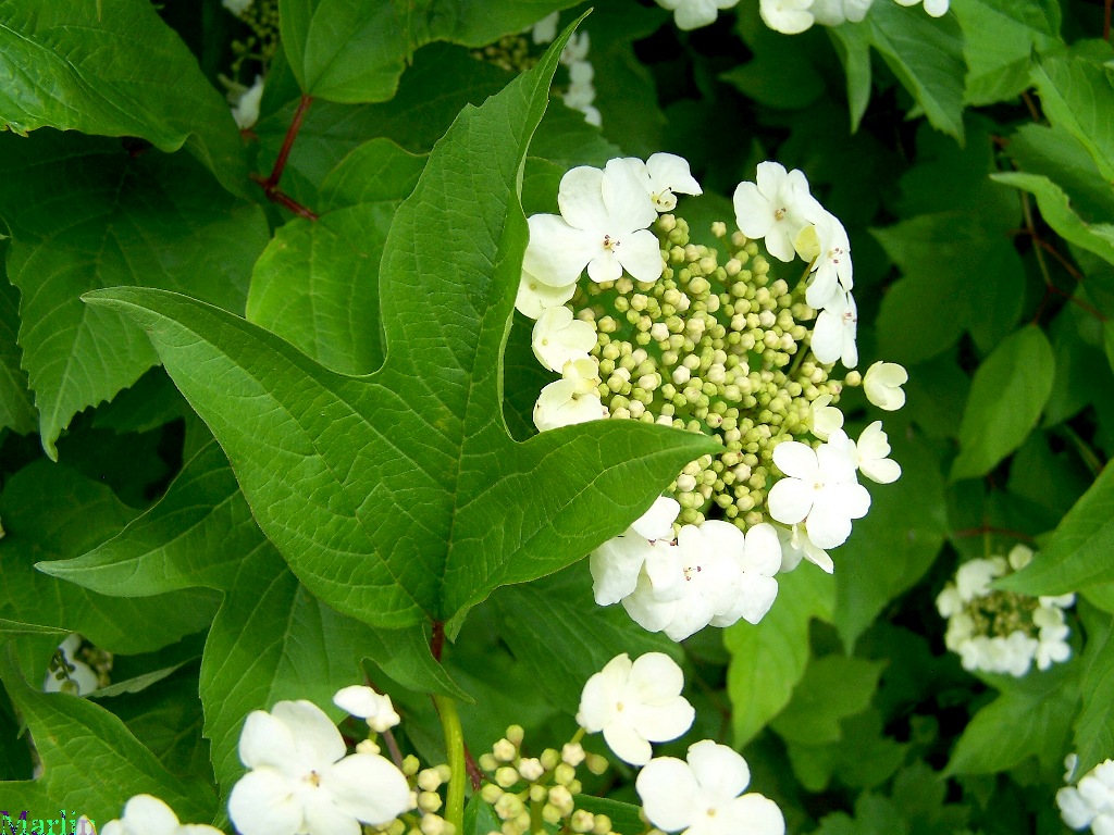 Viburnum sargentii