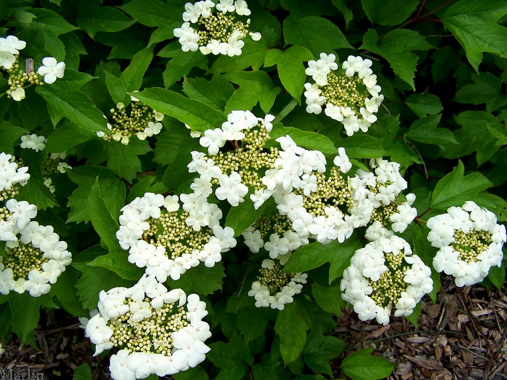 Viburnum sargentii
