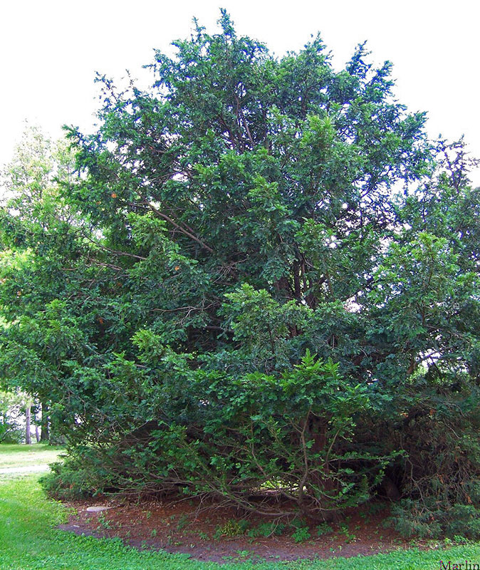 Chinese Yew Habit