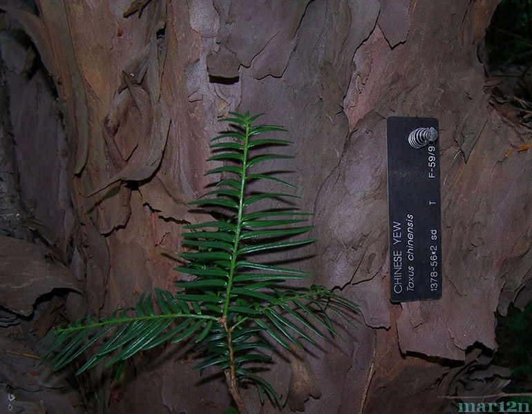 Chinese Yew Foliage and Bark