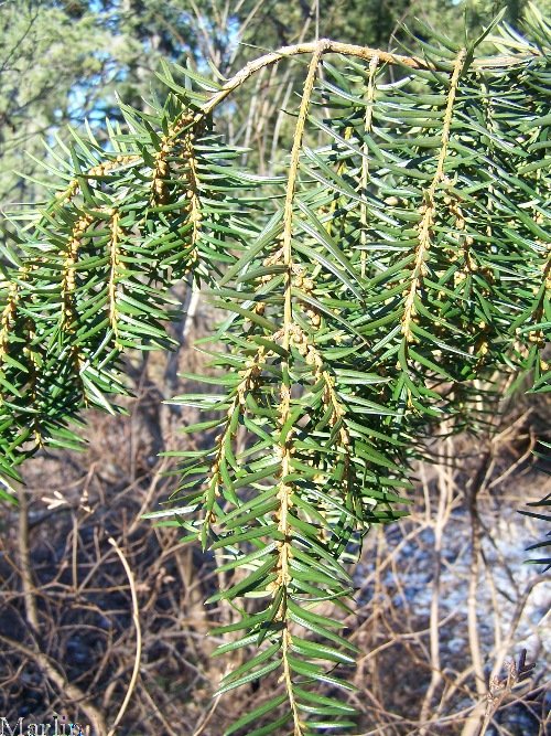 Weeping Japanese Yew Weeping Japanese Yew