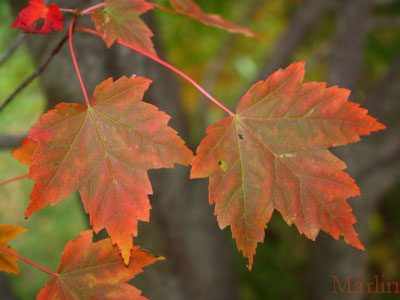 Aceraceae Index