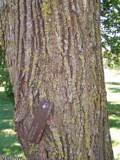 American Linden