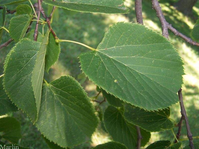 Basswood Foliage