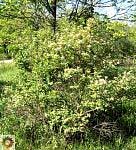 Amur Honeysuckle