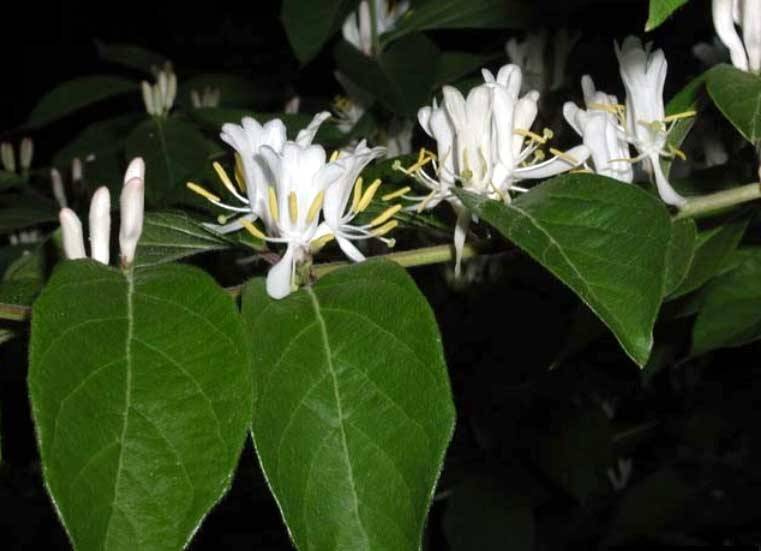 Amur Honeysuckle - Lonicera maackii