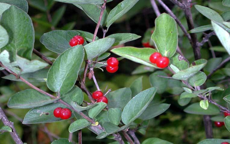 Amur Honeysuckle - Lonicera maackii