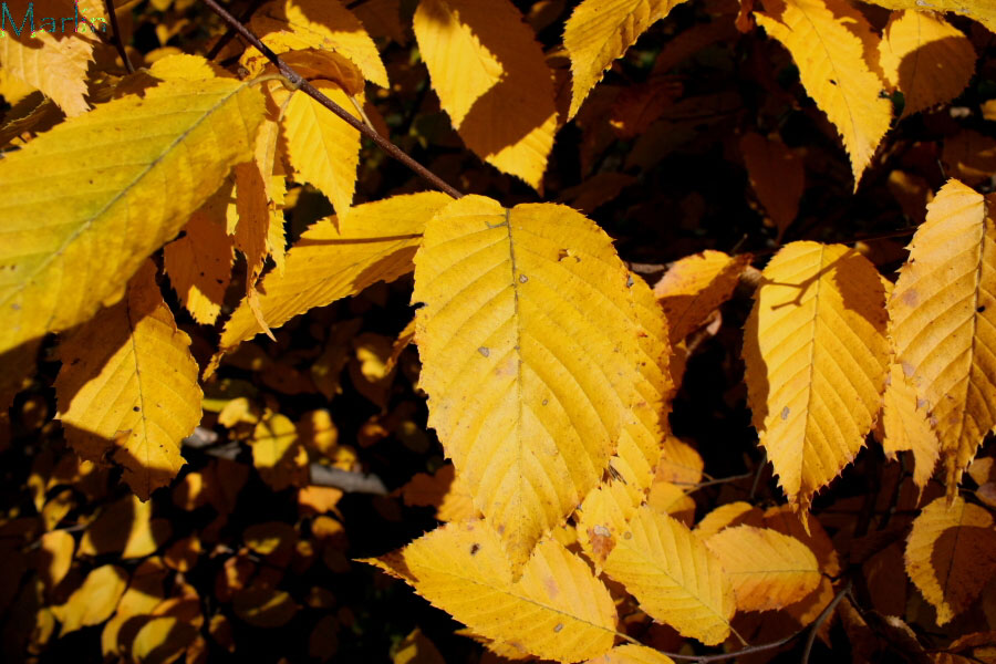 European Beech Fall Colors