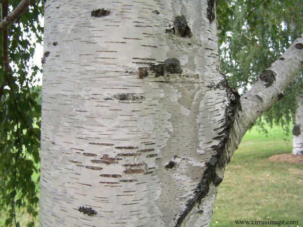 White Birch Bark