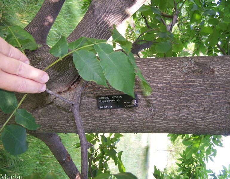 Bitternut Hickory Bark and foliage