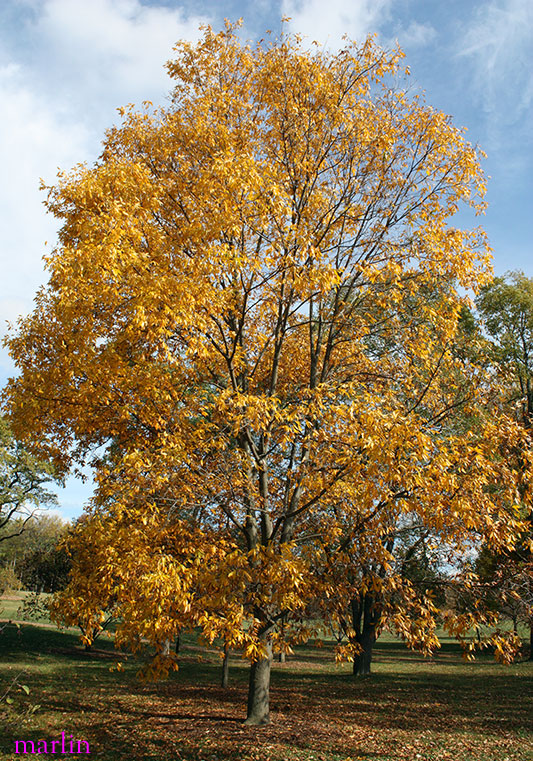 Bitternut Hickory in fall colors, October 4th.
