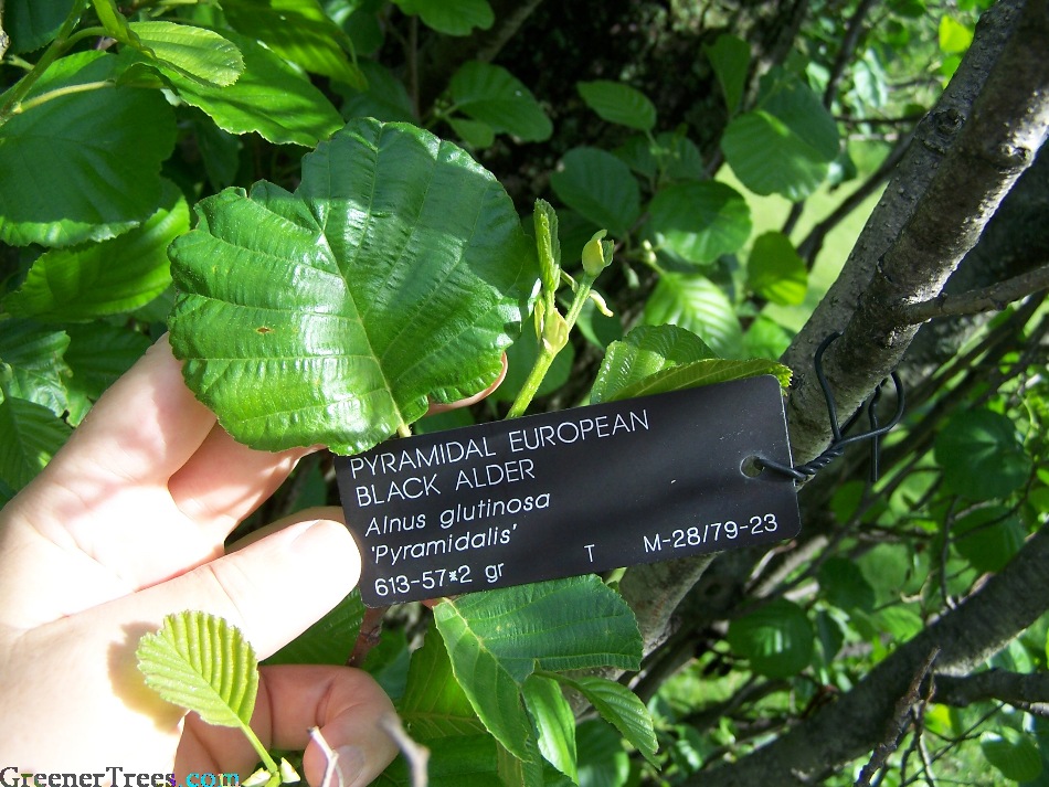 Pyramidal Black Alder foliage