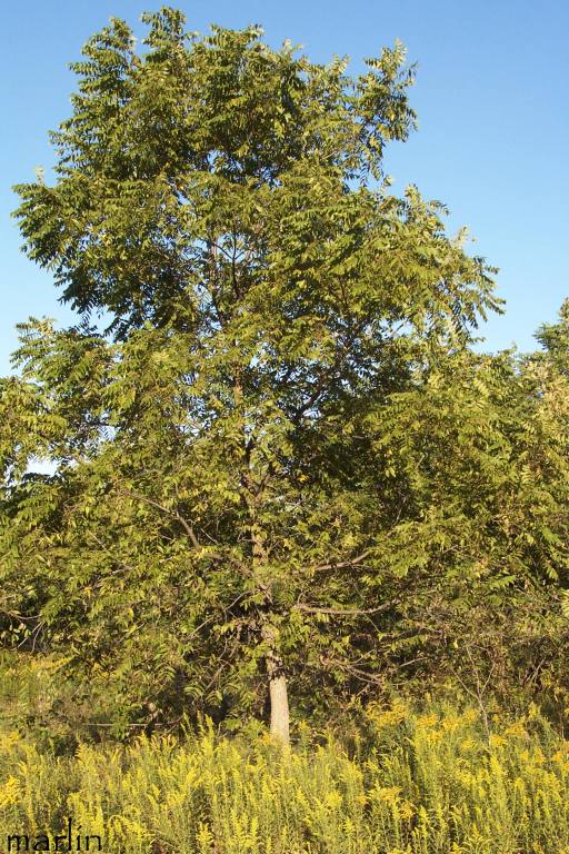 Black Walnut tree