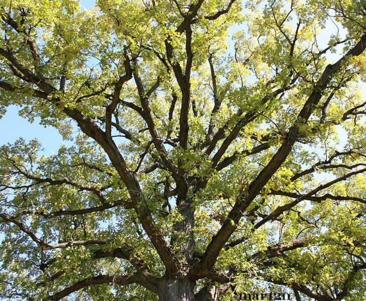 Bur Oak Crown