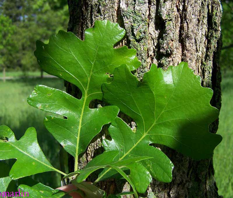 Bur Oak Foliage